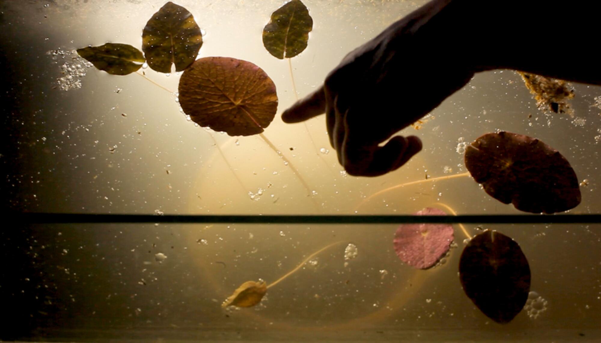 Fotograma del documental ‘Yrupé’, dirigido por Candela Sotos