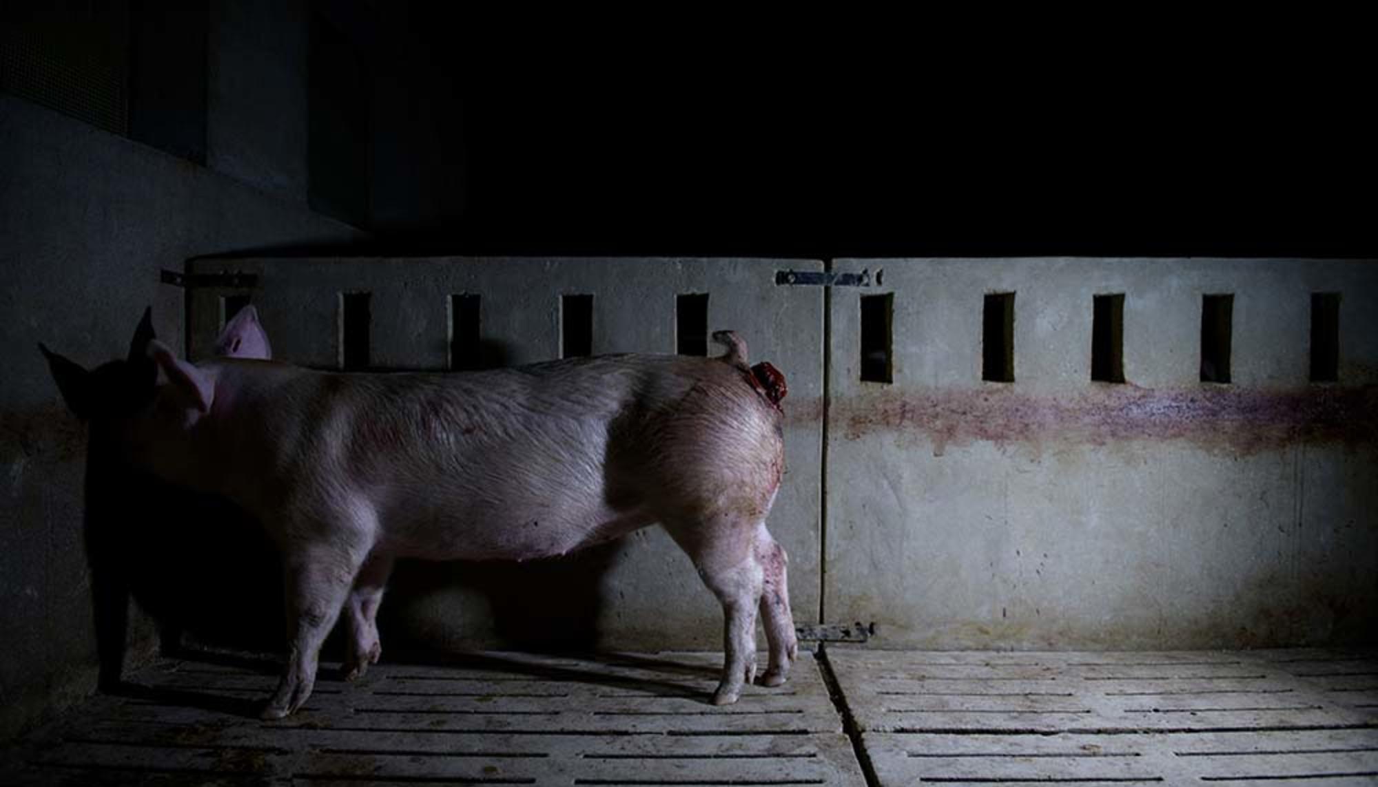 Aitor Garmendia, premio Picture Of The Year International