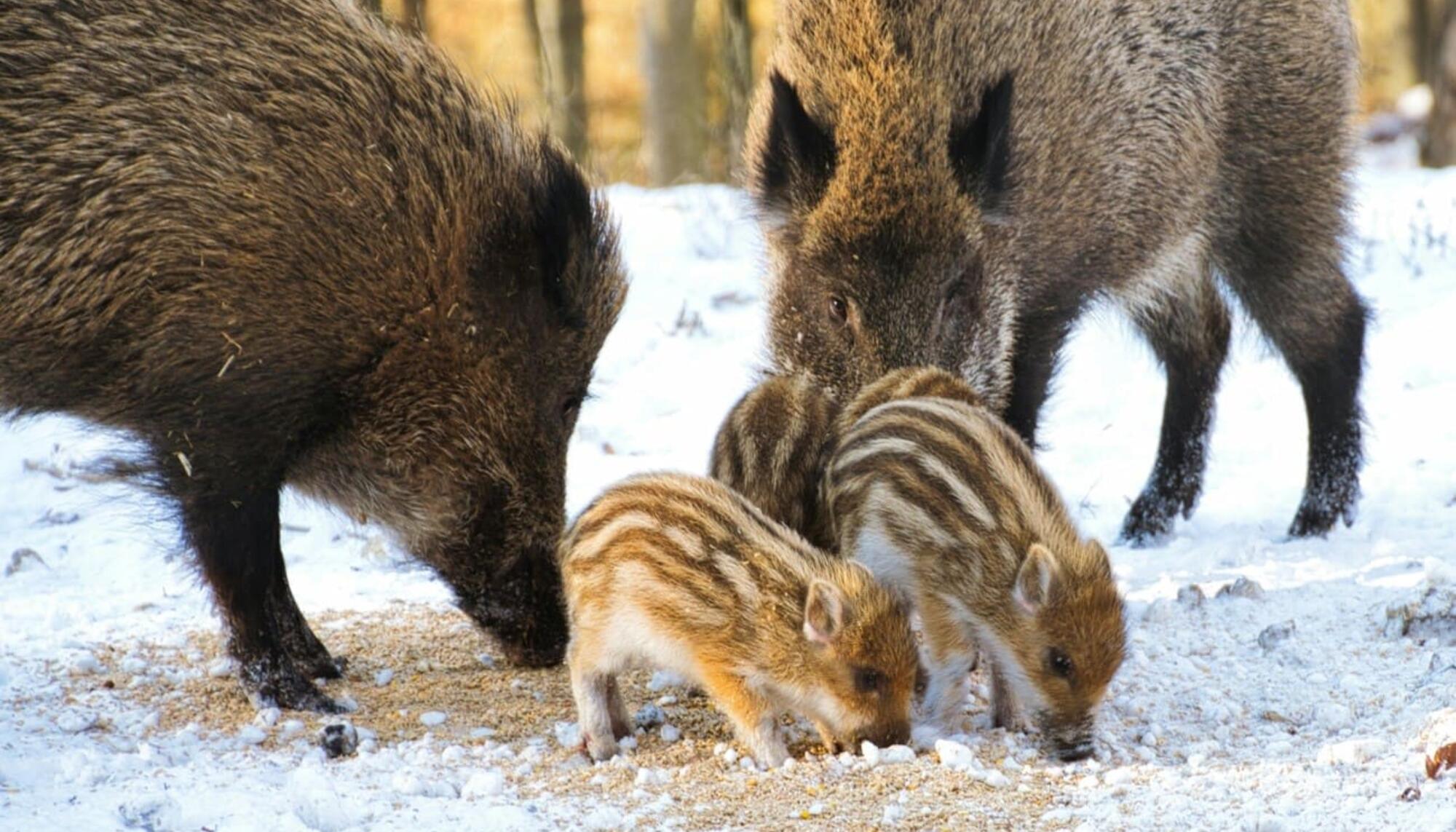 Familia de jabalíes