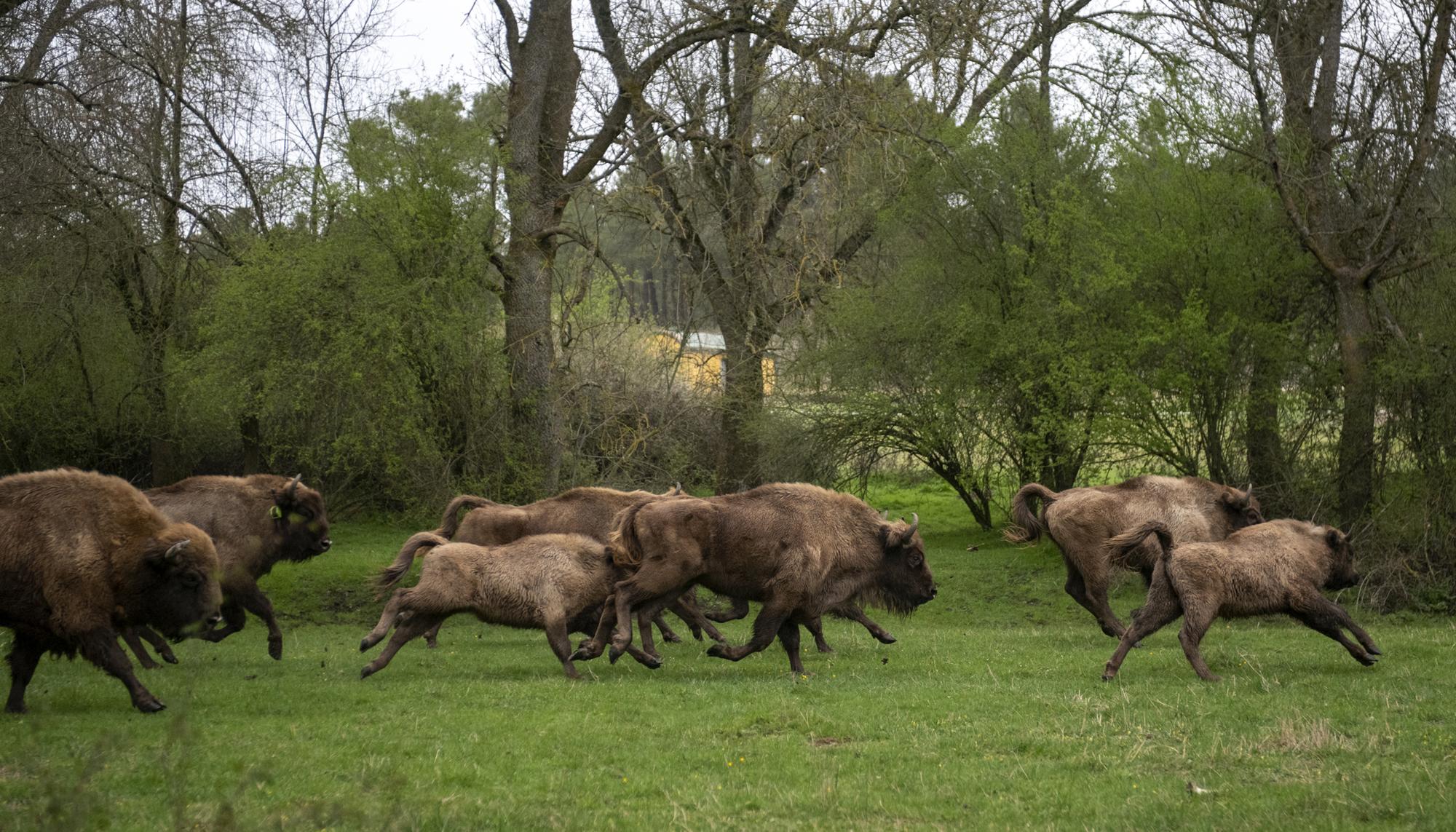 bisonte europeo 4