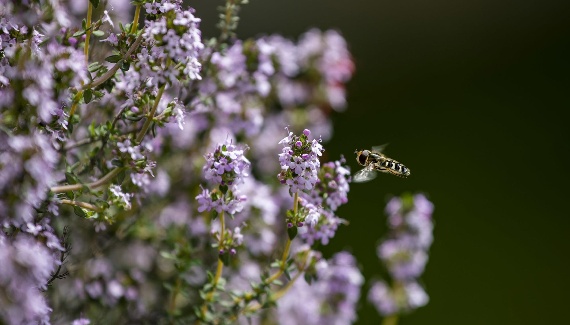 Mosca Syrphidae Insecticidio