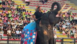 Elefantes encadenados y tigres sedados: la crueldad tras el turismo masivo