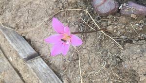 La flor frente al necrocapitalismo
