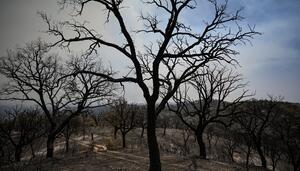 El incendio de Niebla reabre el debate sobre la gestión del monte y el futuro del territorio