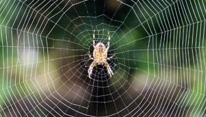 Telas de araña