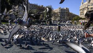 Palomas