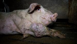 La industria porcina no quiere que conozcas a Dani