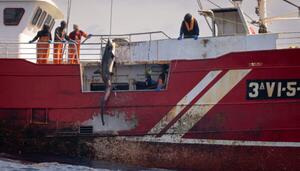 Greenpeace caza a un pesquero gallego capturando tiburones protegidos en la costa occidental africana