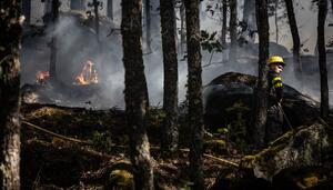 77.000 hectáreas calcinadas en los incendios de Ávila, Madrid y Toledo