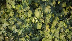 El intento que no falló