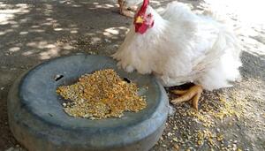 Una nueva vida para Clocky