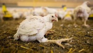 El Gobierno ordena confinar las explotaciones de aves de corral al aire libre por la gripe aviar