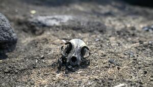 Después del incendio