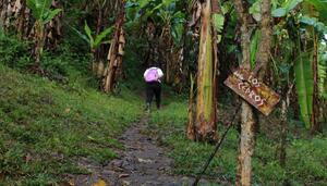 La muerte del bosque es también la muerte del espacio común