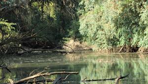 Salvemos Doñana exige a Gobierno y Junta recuperar el río Guadiamar, una promesa de hace más de 25 años