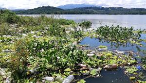 Manglares amenazados por el avance del monocultivo de caña