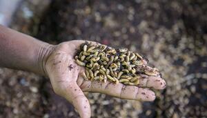 Granjas de insectos: ¿sostenibles?, ¿éticas?