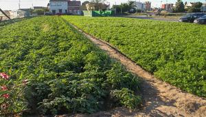 Alfafar planea hormigonar la huerta que absorbe las lluvias torrenciales