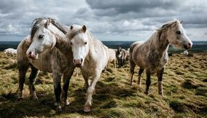 Sorry! Image not available at this time