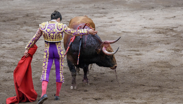 Tauromaquia | “¿El toro no sufre?” mitos de la tauromaquia, desmontados - El Salto - Edición
