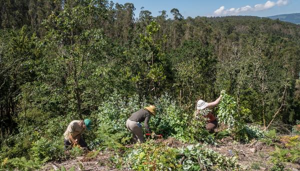 Brigadas deseucaliptizadoras 1