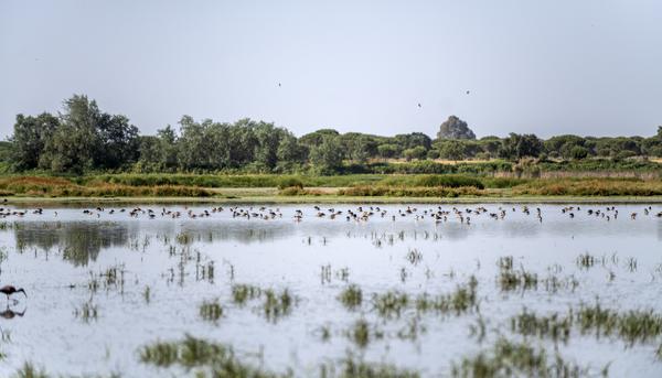 Doñana El Rocio