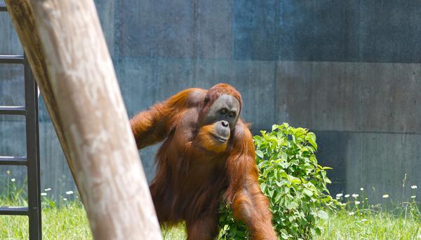 orangutan