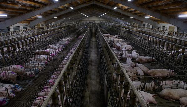 Gestación cerdos granjas explotación