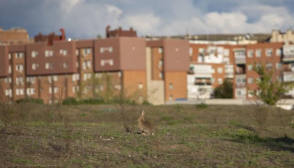 Conejo en Santa Eugenia