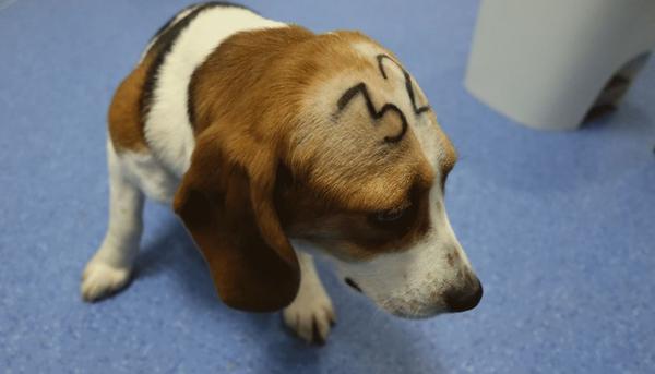 Un perro beagle en Vivotecnia.