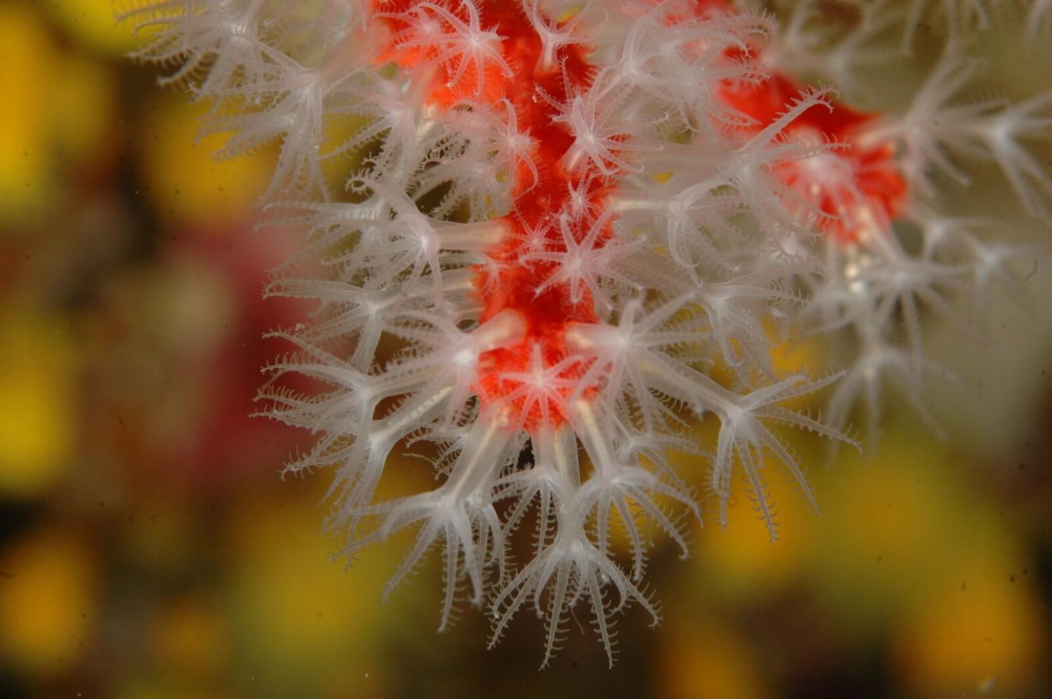 El coral rojo, una joya emblemática del Mediterráneo en estado crítico ...