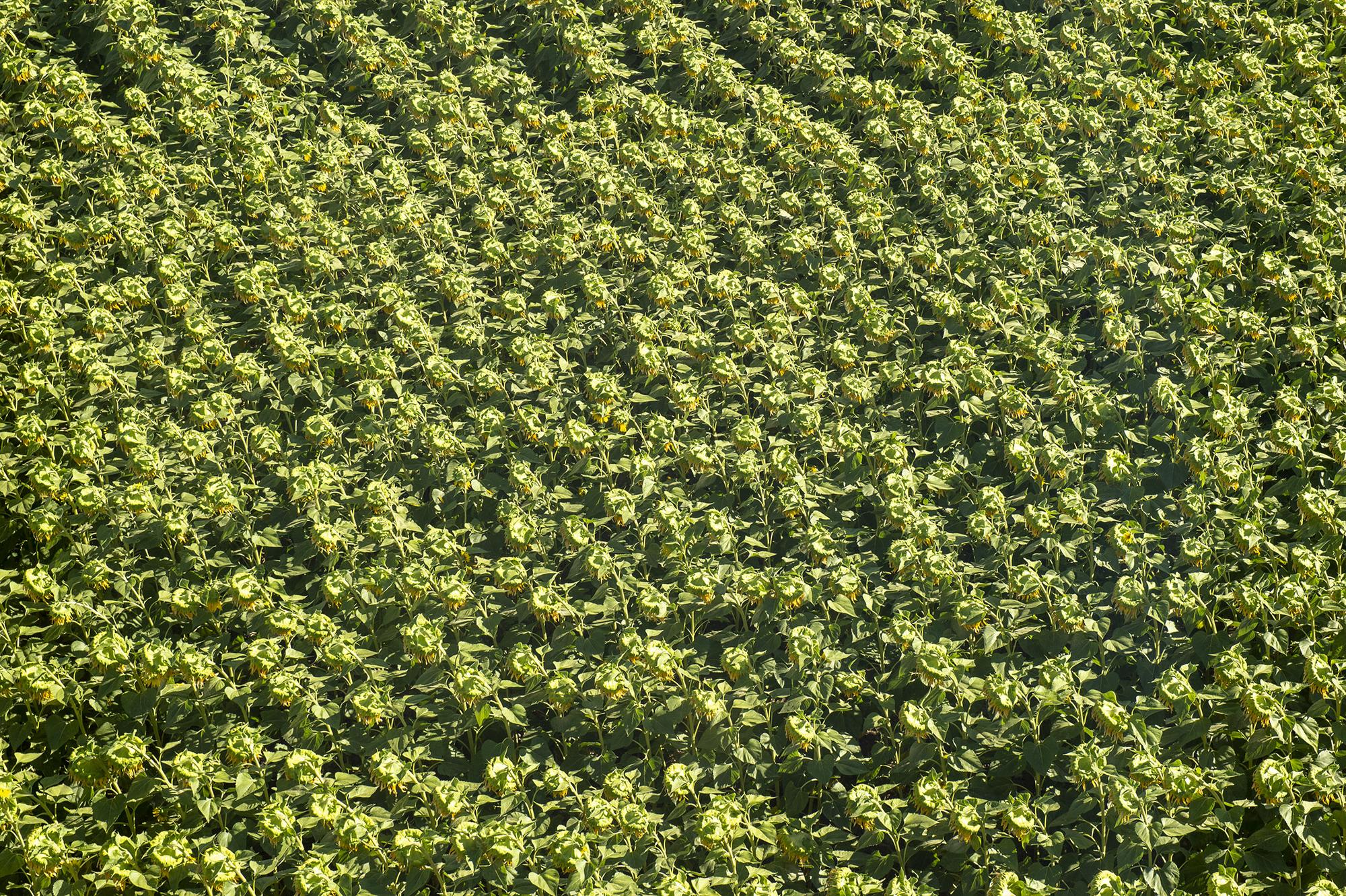 Plantación de girasoles