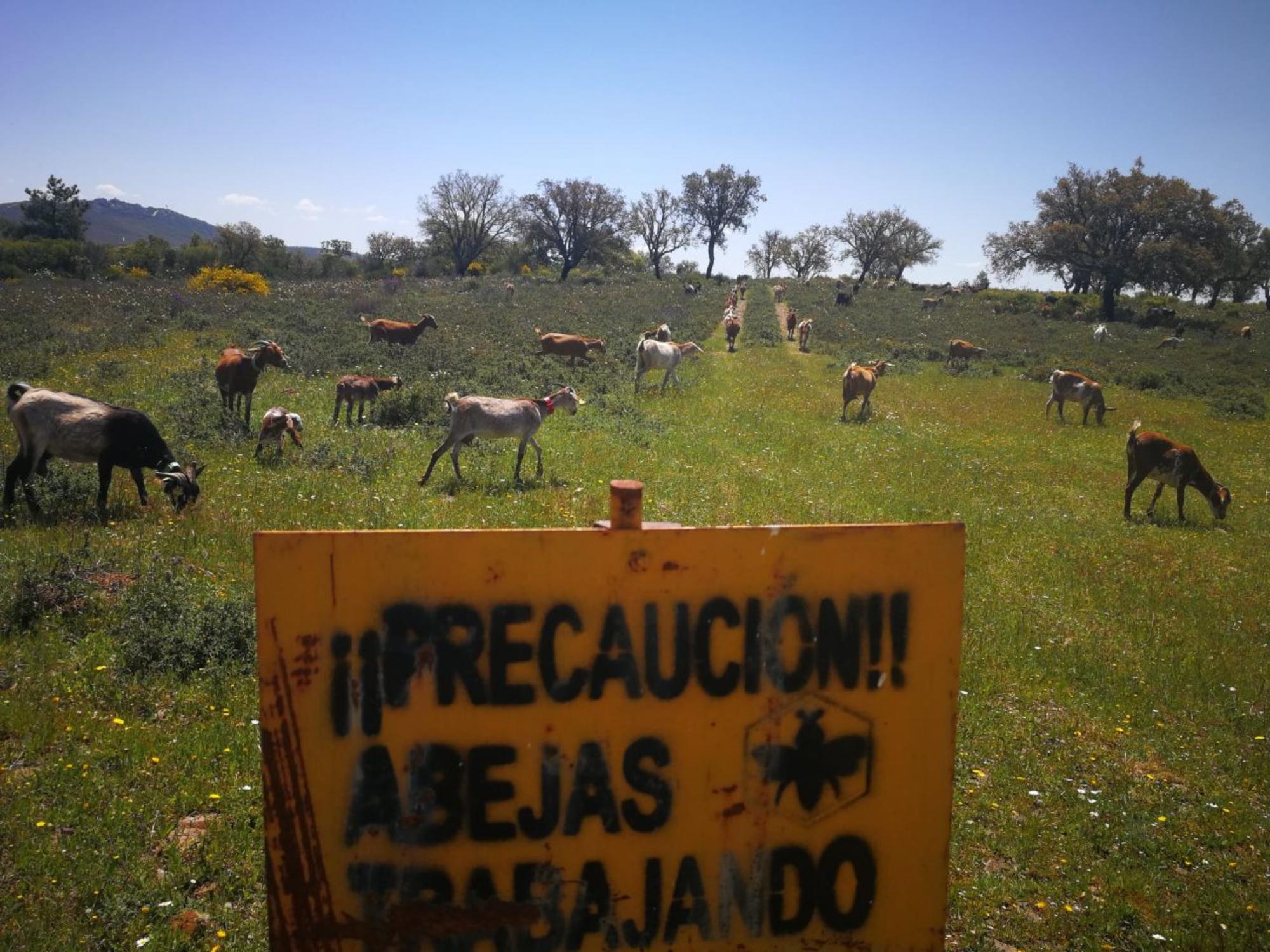 Sierra de la mosca 4