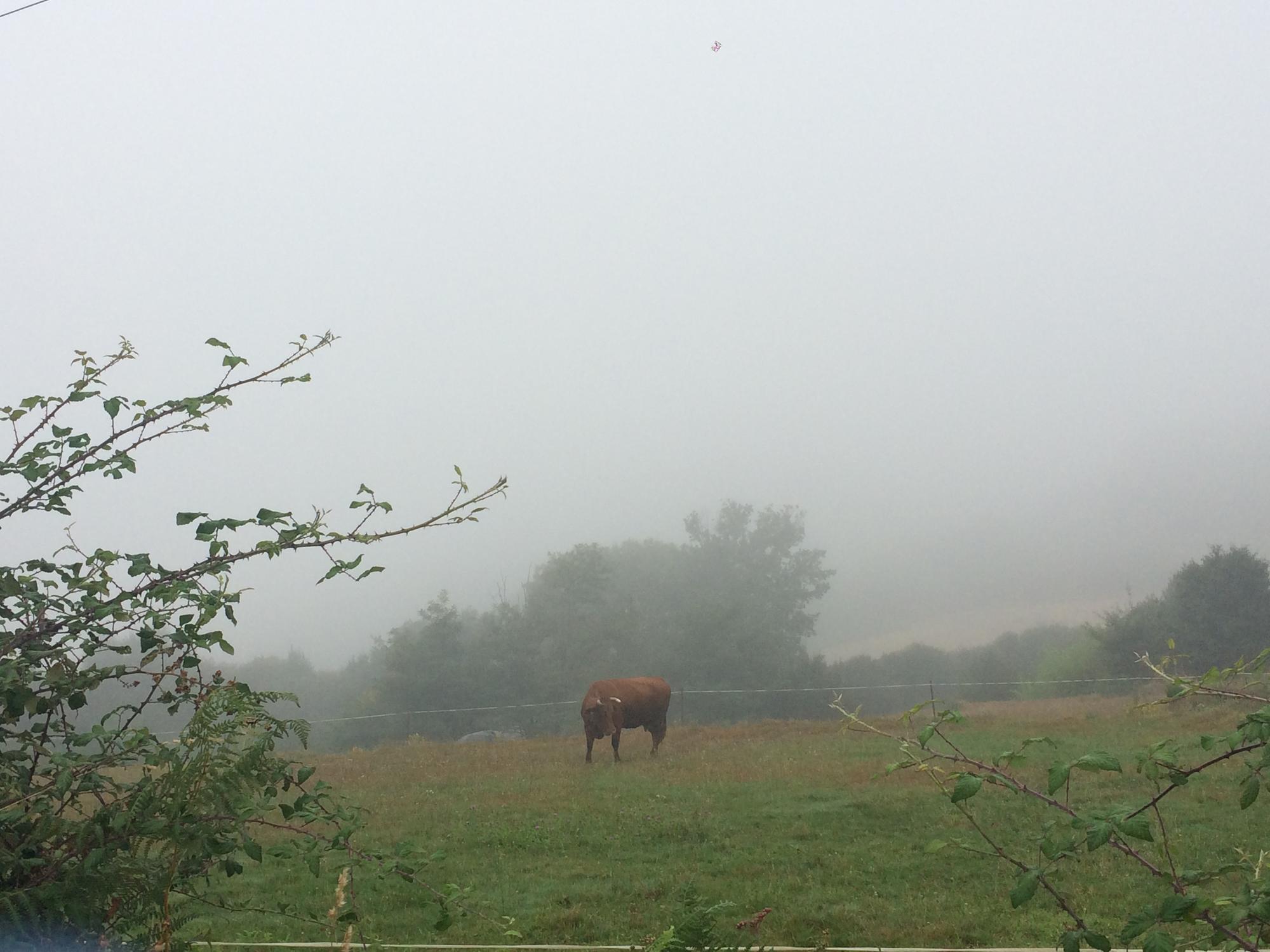 Vaca na néboa