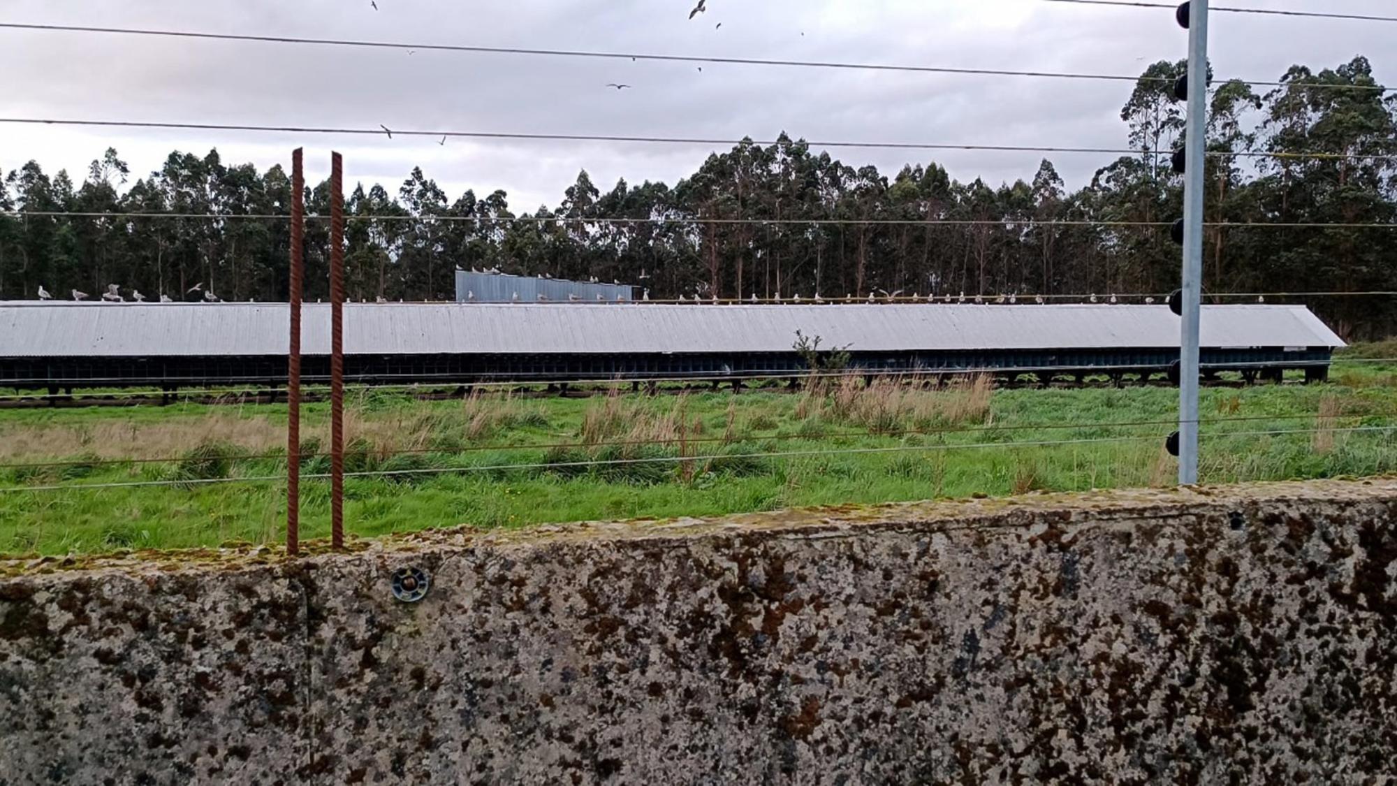 Brote de gripe aviar en una granja gallega 1