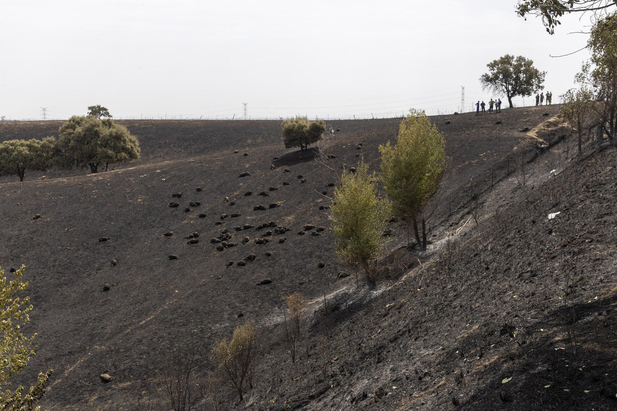 Incendio Tres Cantos  - 15