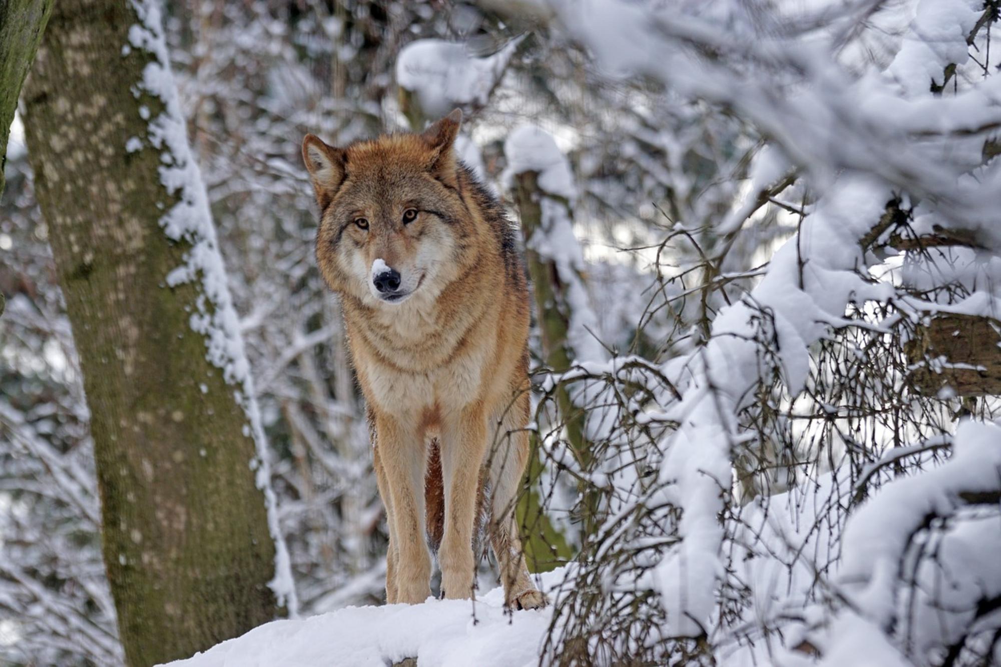 Lobo en la nieve