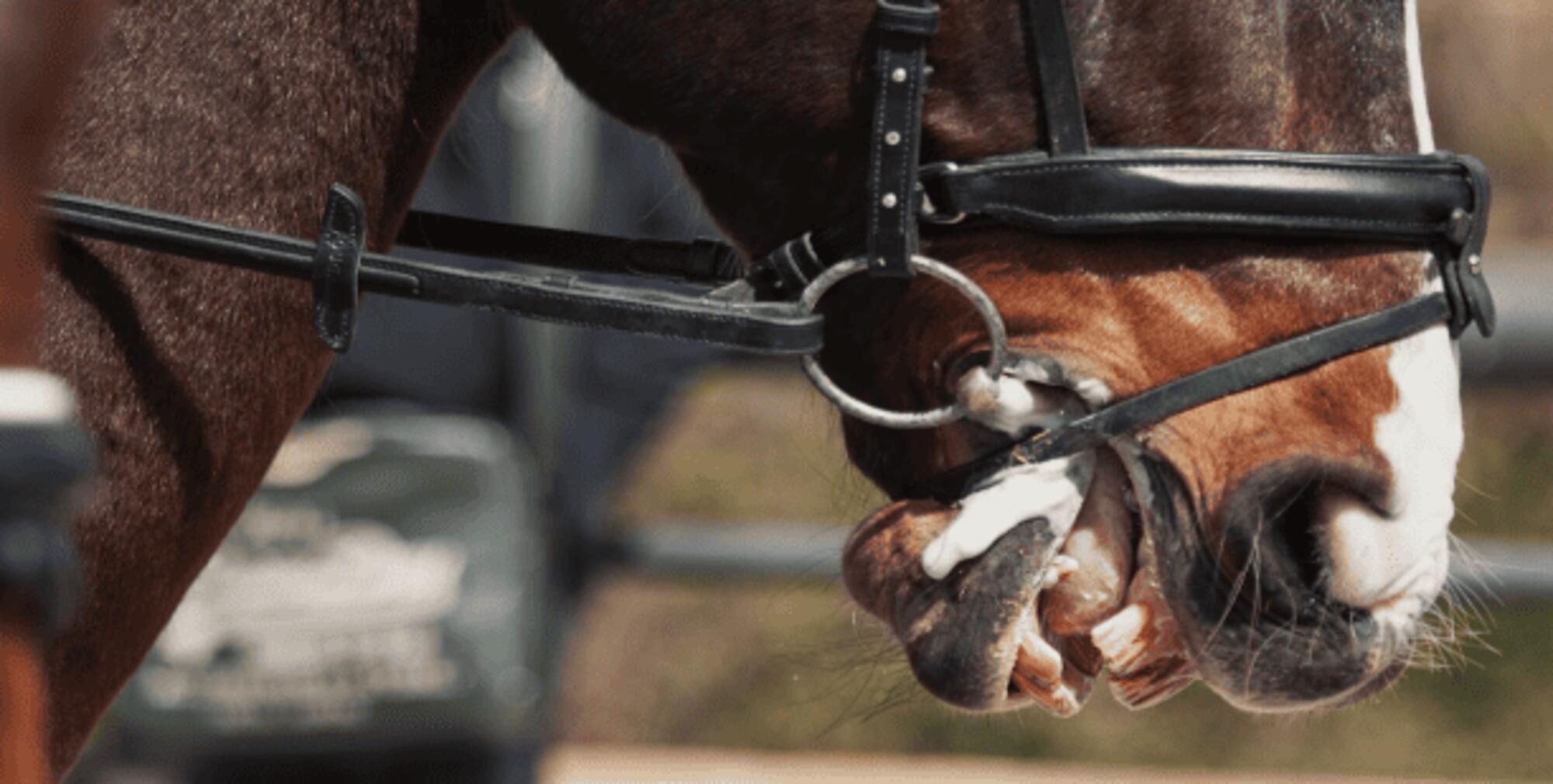 Caballo sufriendo