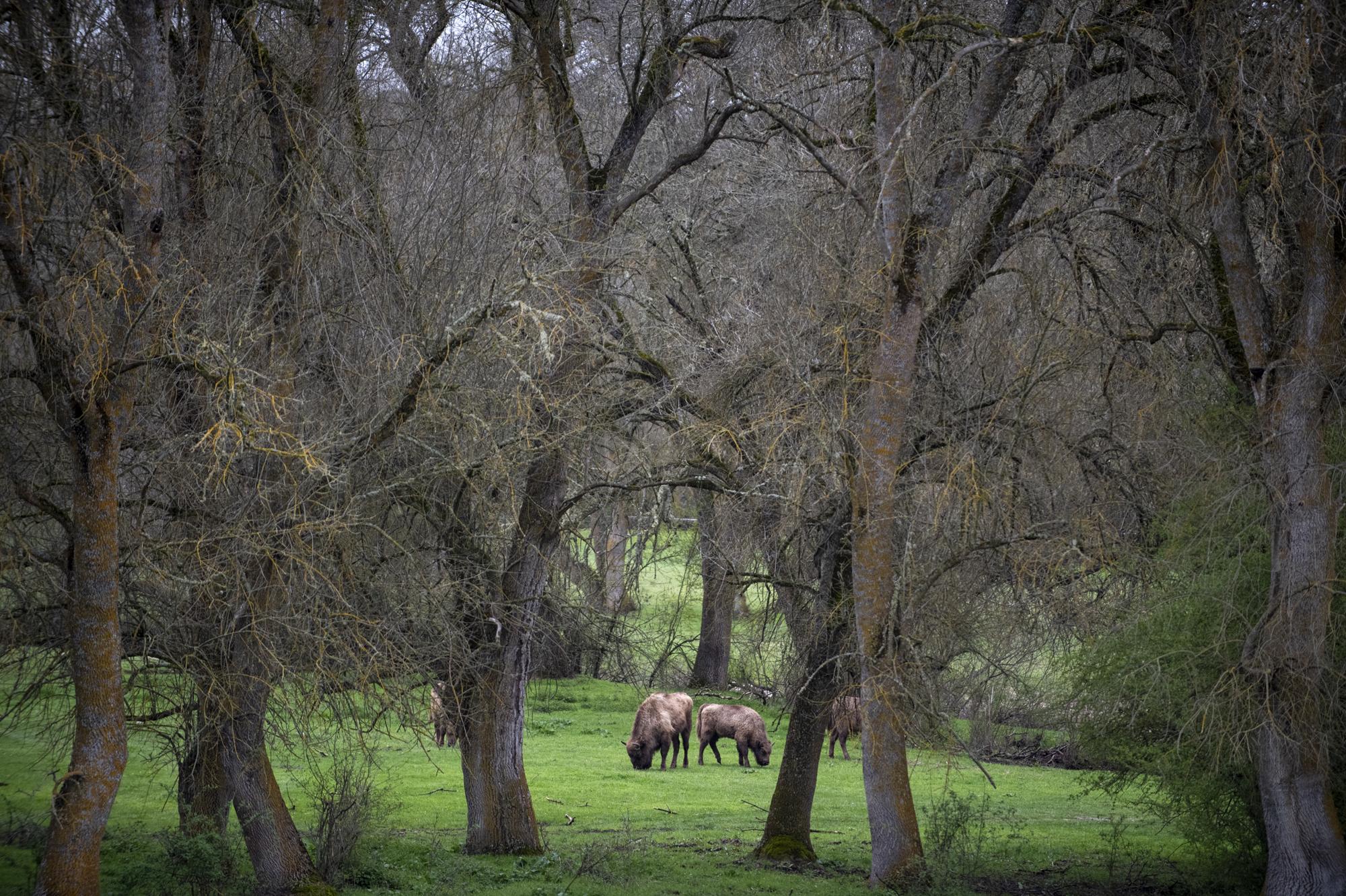 bisontes los porretales