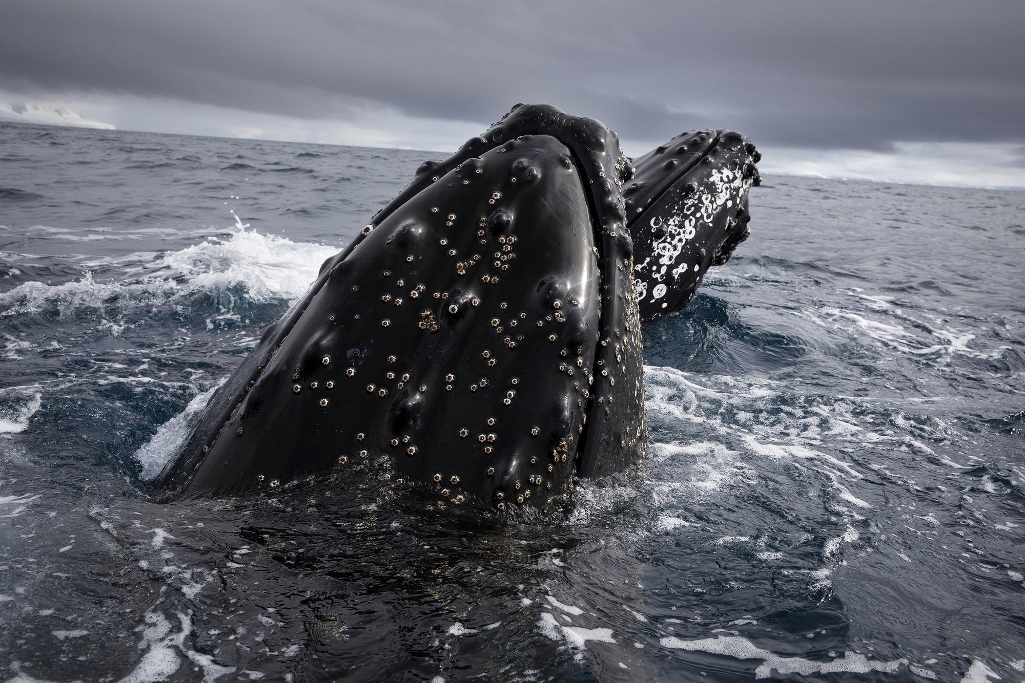 Ballenas jorobadas en la Antártida