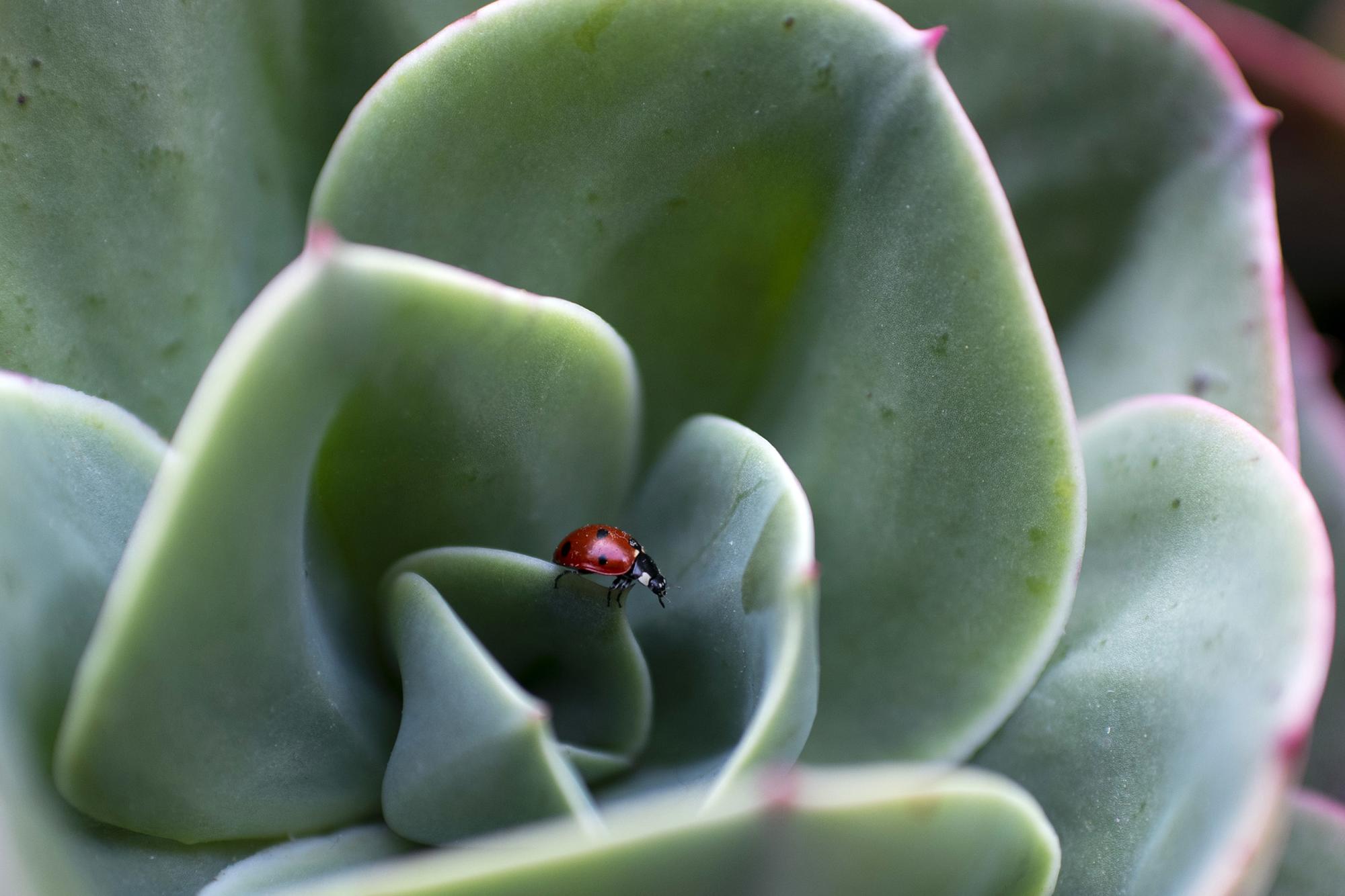 insecticidio mariquita