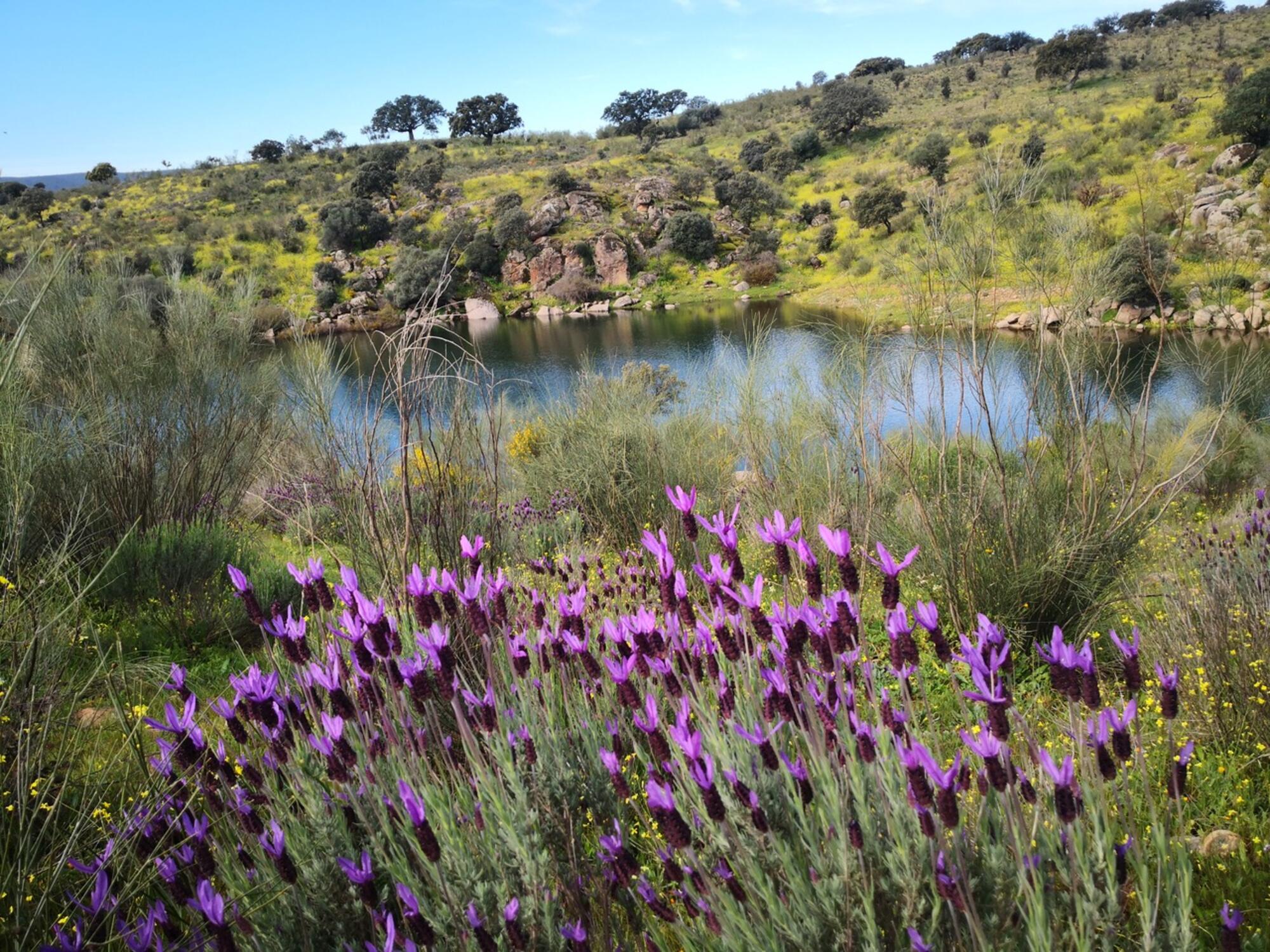 Río Extremadura flor Ramón J. Soria Breña