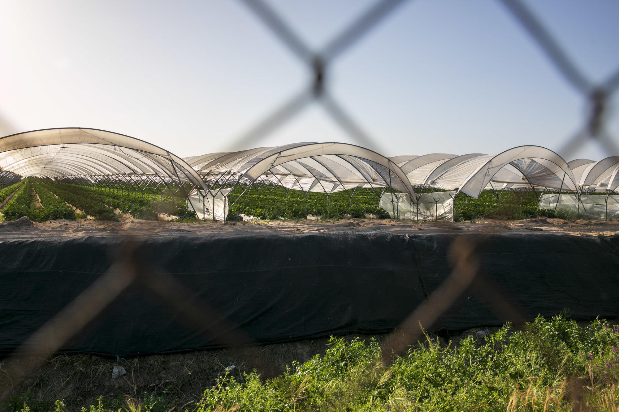 Cultivos de Fresa Huelva Doñana - 1