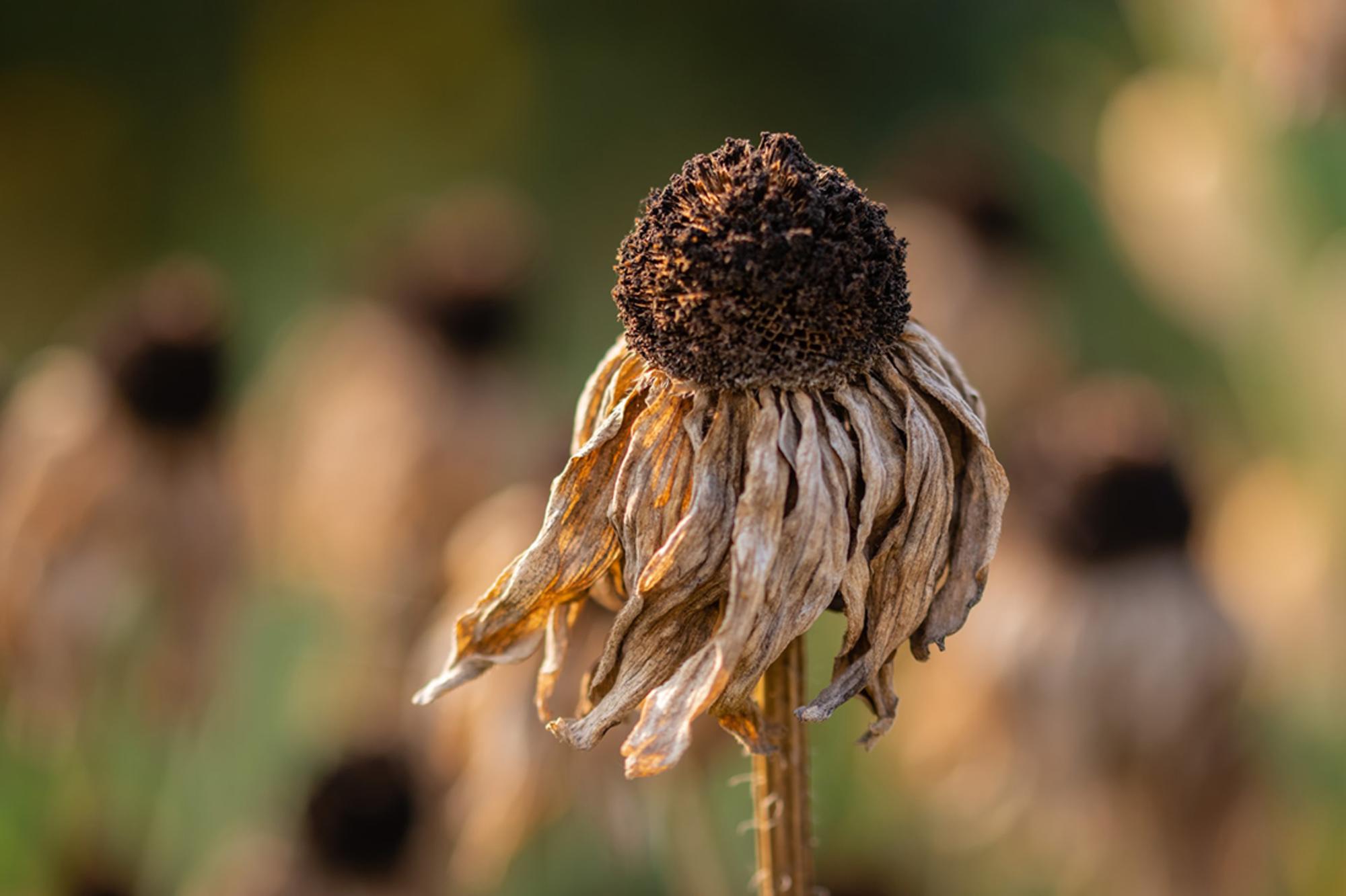 Girasol seco