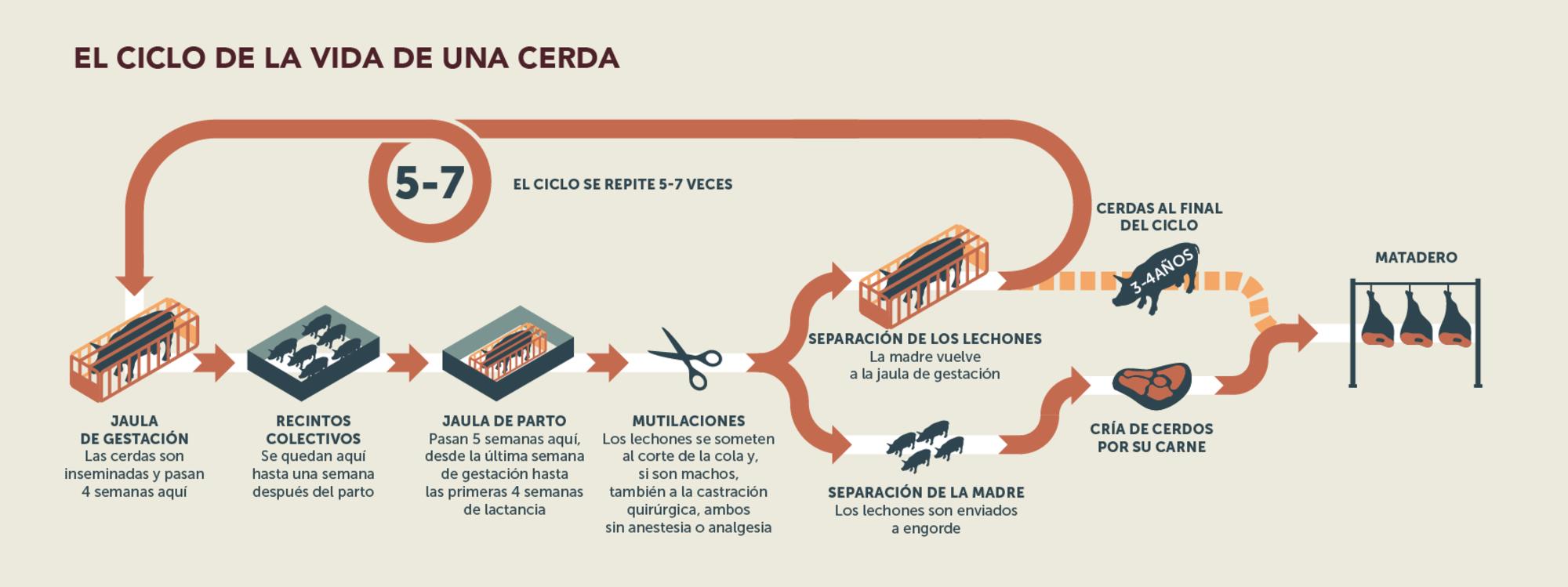 Infografía: 'El ciclo de vida de una cerda'