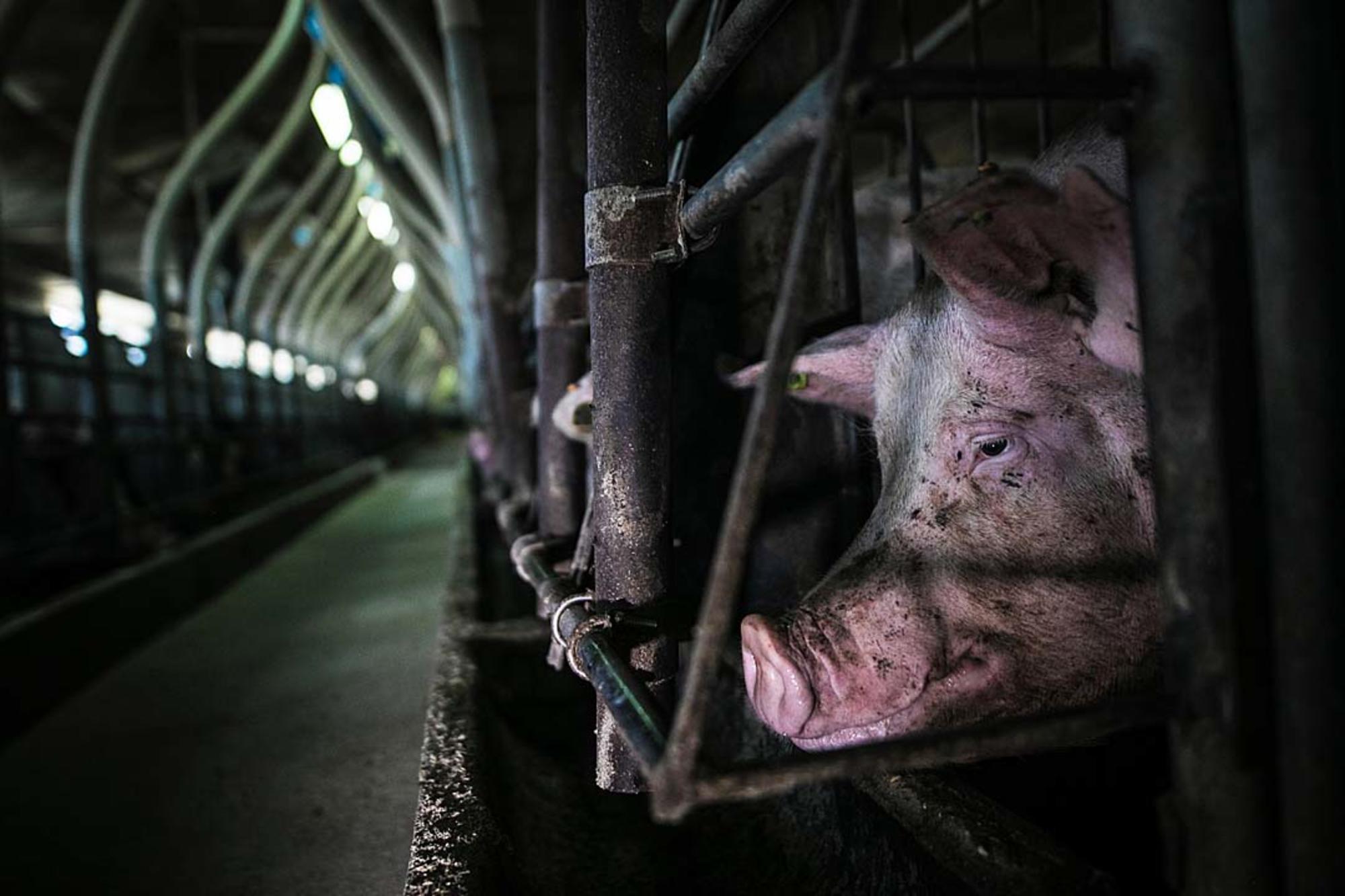 Cerdo en granja de explotación para la producción de carne