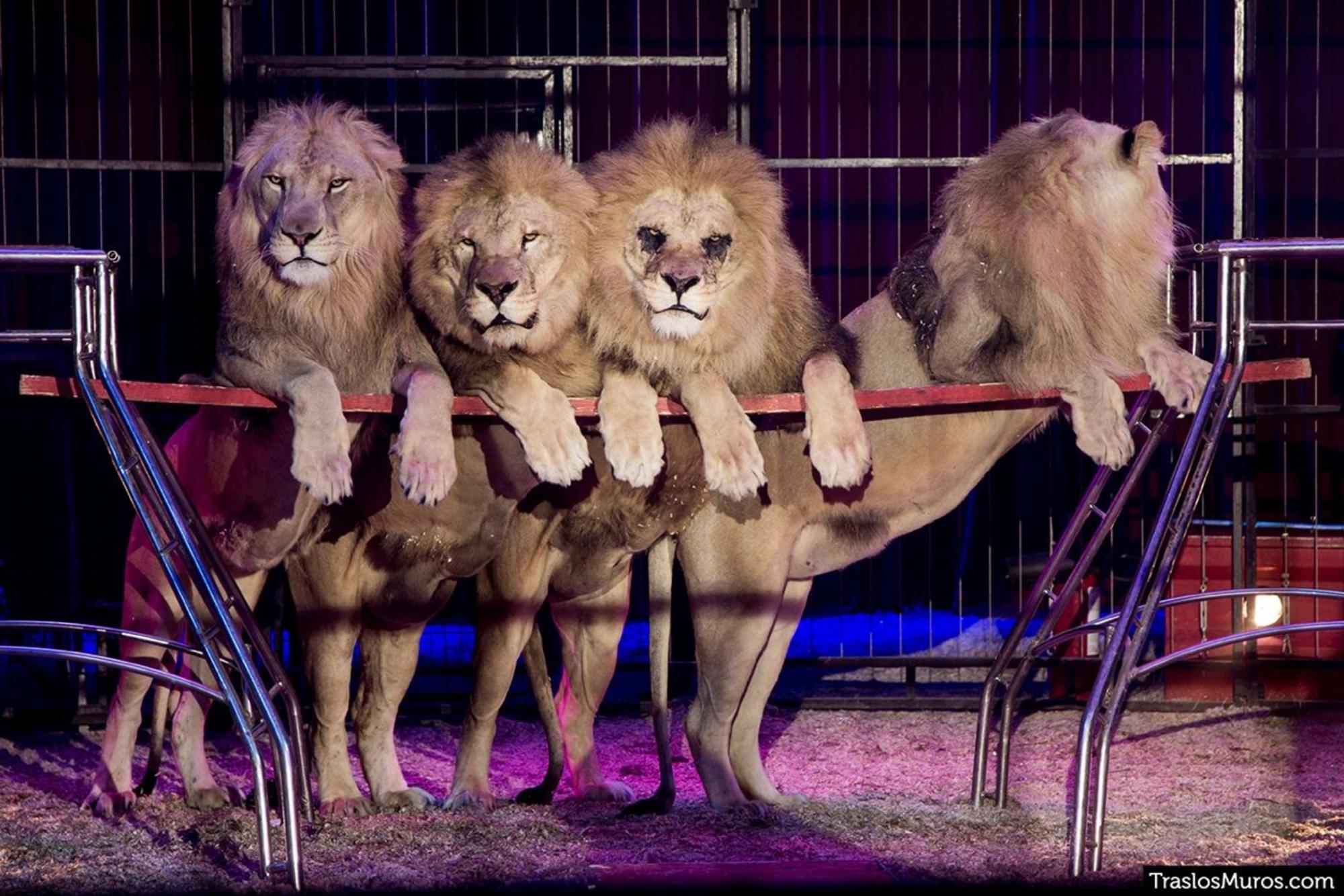 Circos con animales