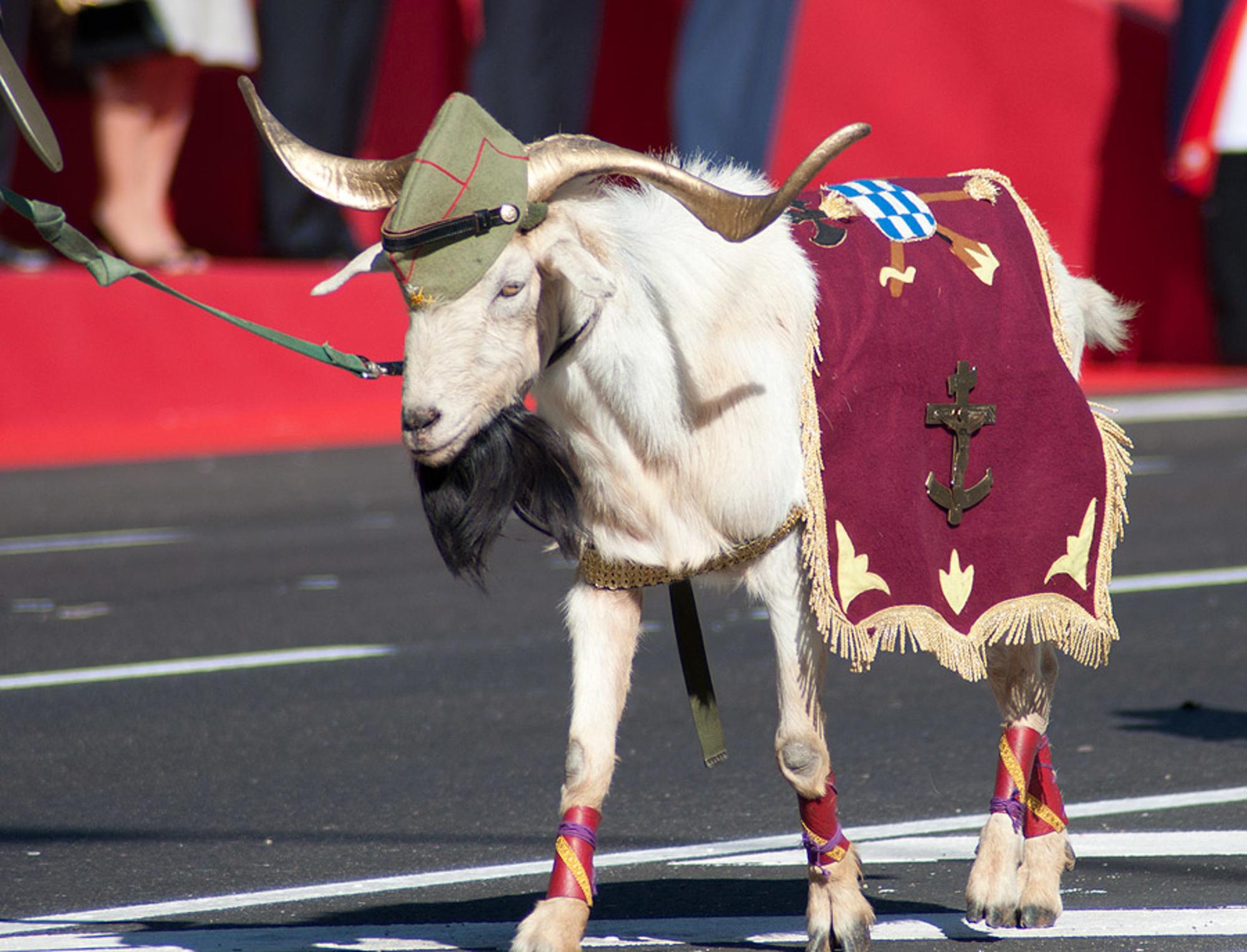 La mascota de la Legión es primordial en un desfile del Tercio que se precie