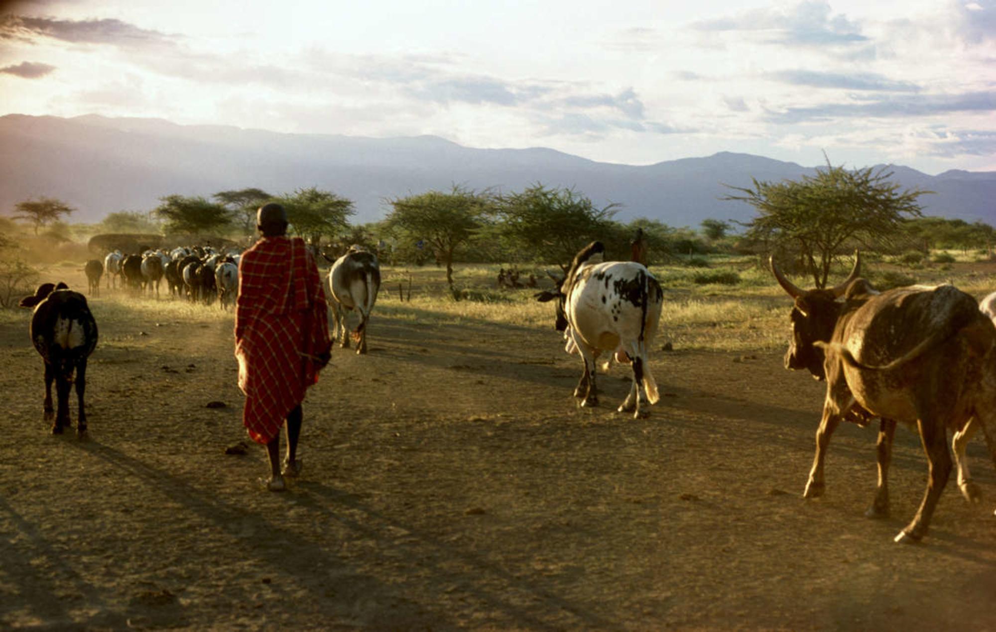 Proyecto de Carbono de Pastizales del Norte de Kenya 1