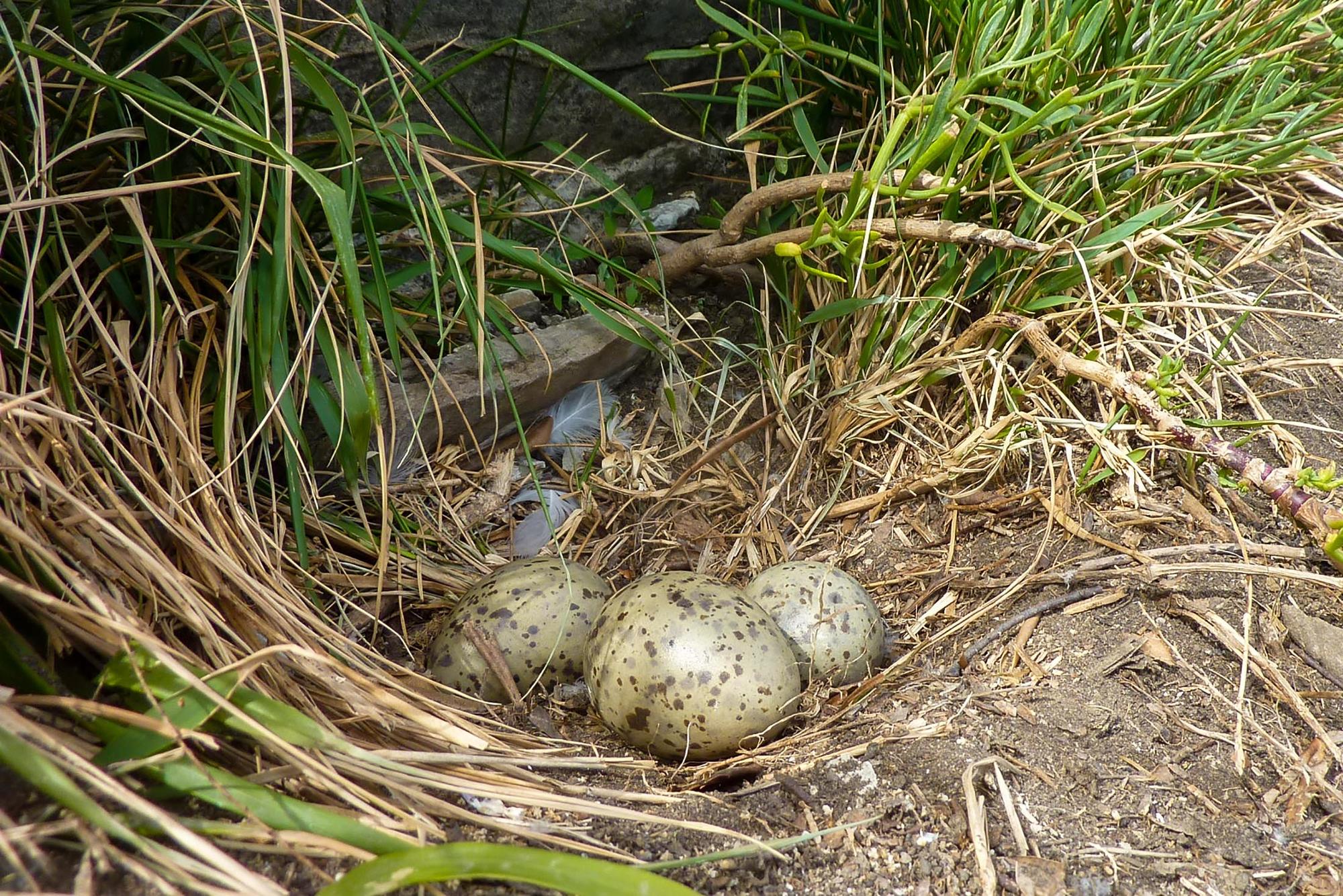 Gaviota patiamarilla